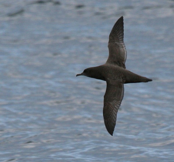 Sooty Shearwater